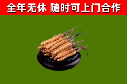 雨山区回收散虫草